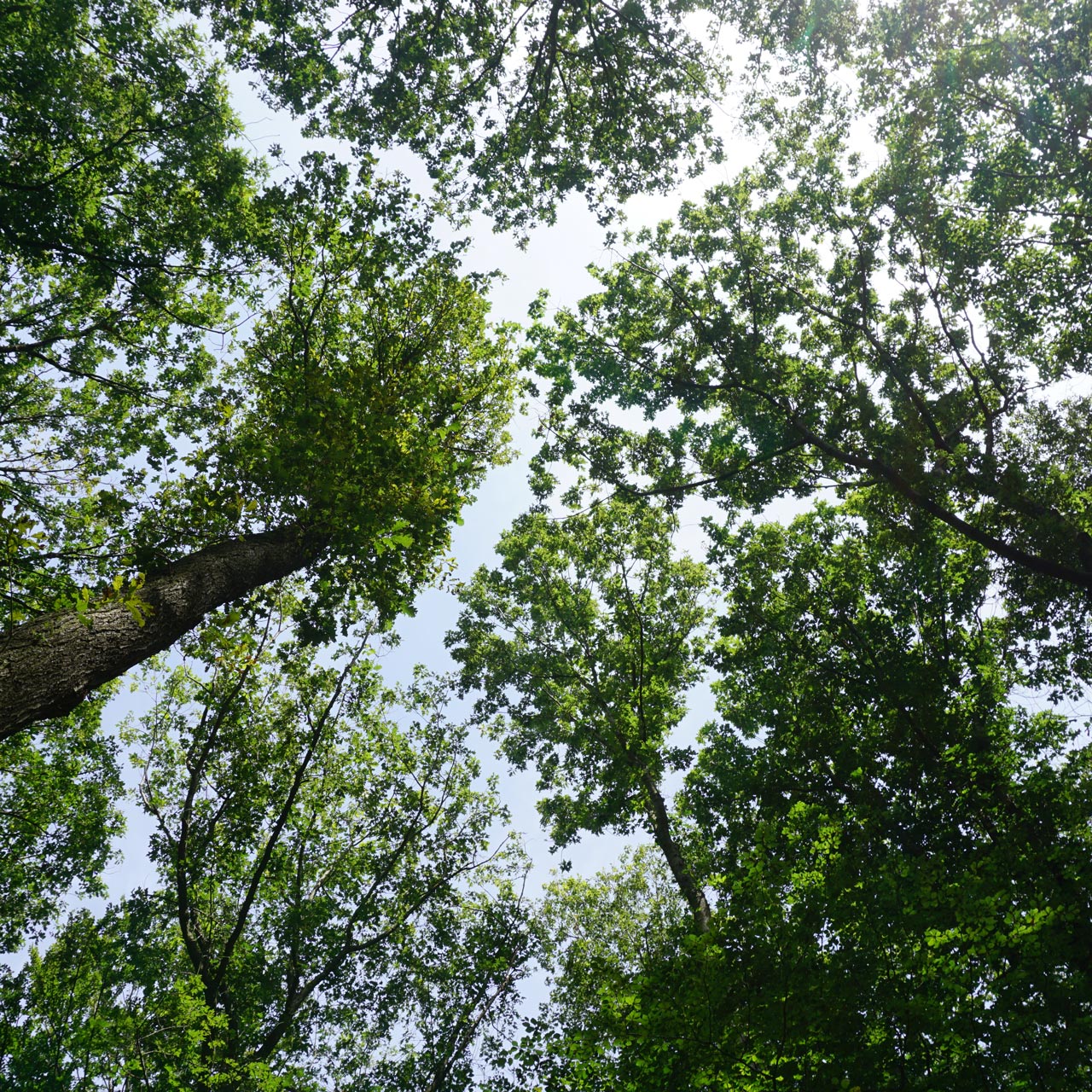 View into the treetops of a dense forest in daylight.